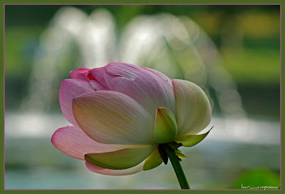 Nelumbo_nucifera|lotus|floaredelotus|lotusflower|Lotosblume|λωτόςλουλούδι|fiorediloto|flordelótus|flordeloto|lótuszvirág