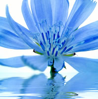 [flor+azul+en+agua.jpg]