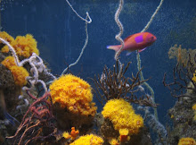 Coral Reef and Fishy Picture