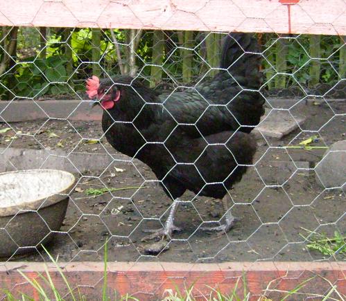 [black+hen.JPG]