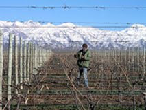Volunteering at vineyards mendoza
