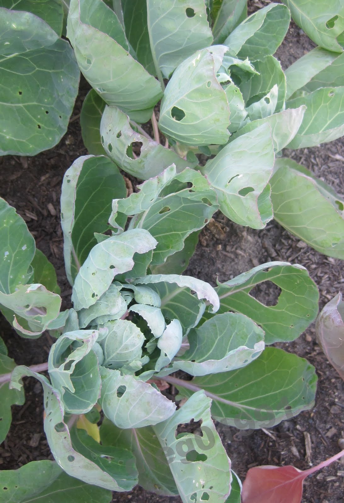 How To Control Cabbage Worms In Your Garden Get Busy Gardening
