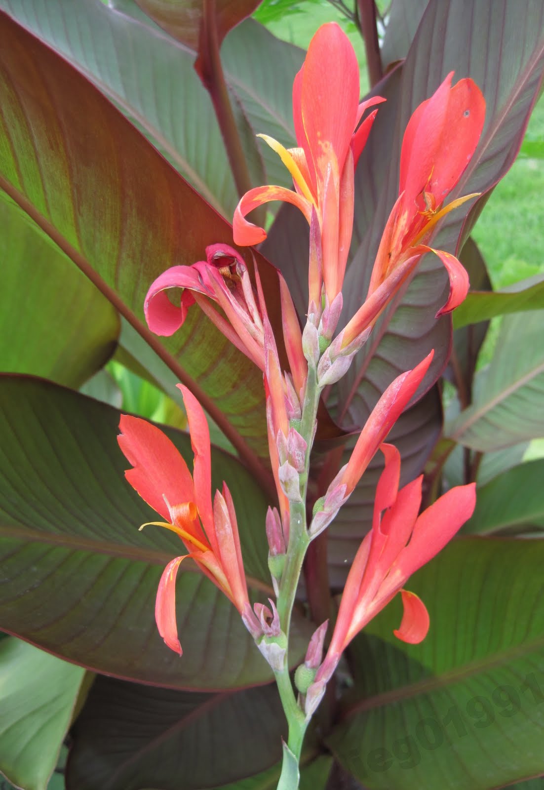 Plant profile Canna Lily