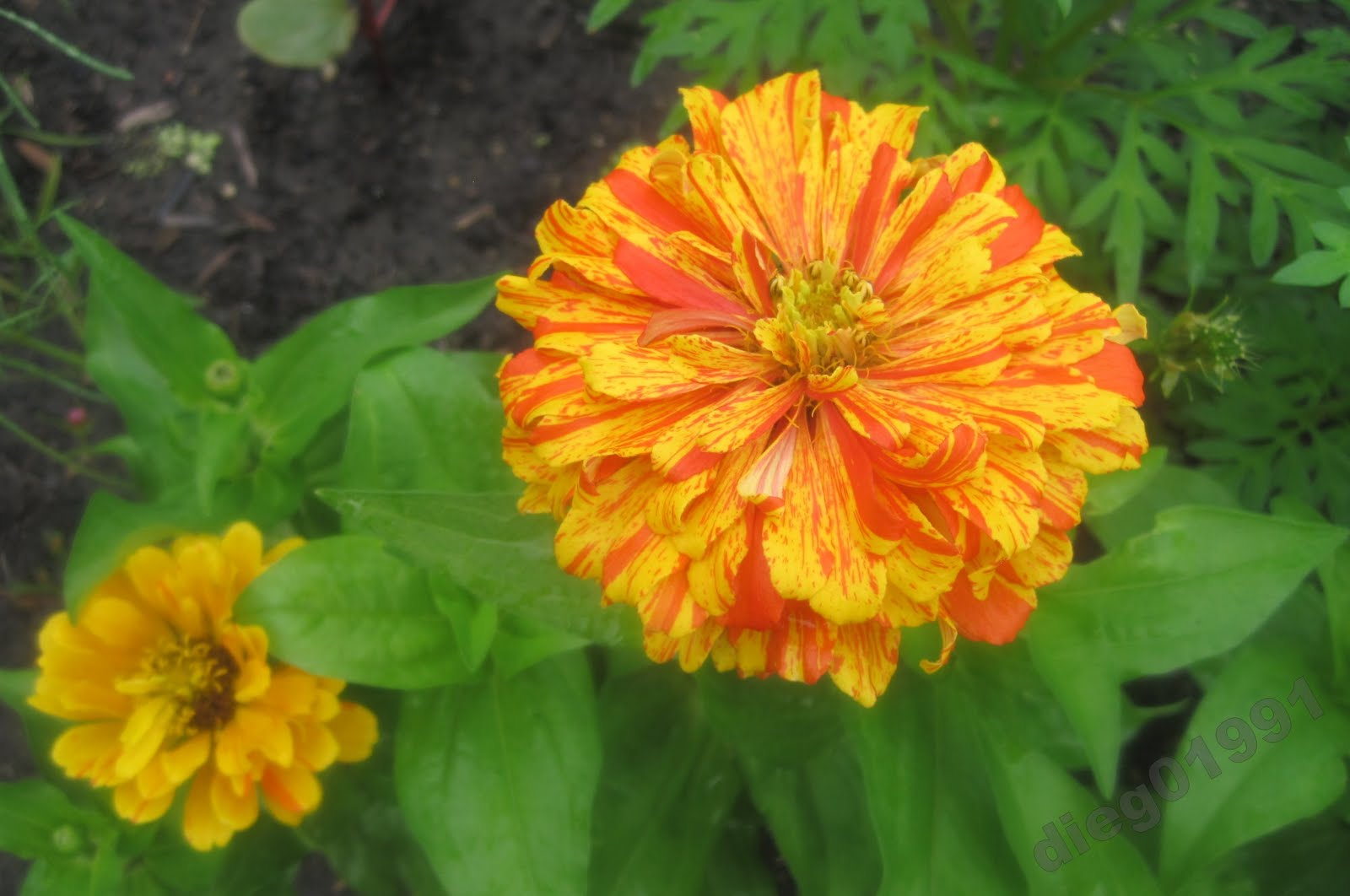 Plant Profile Zinnia Get Busy Gardening