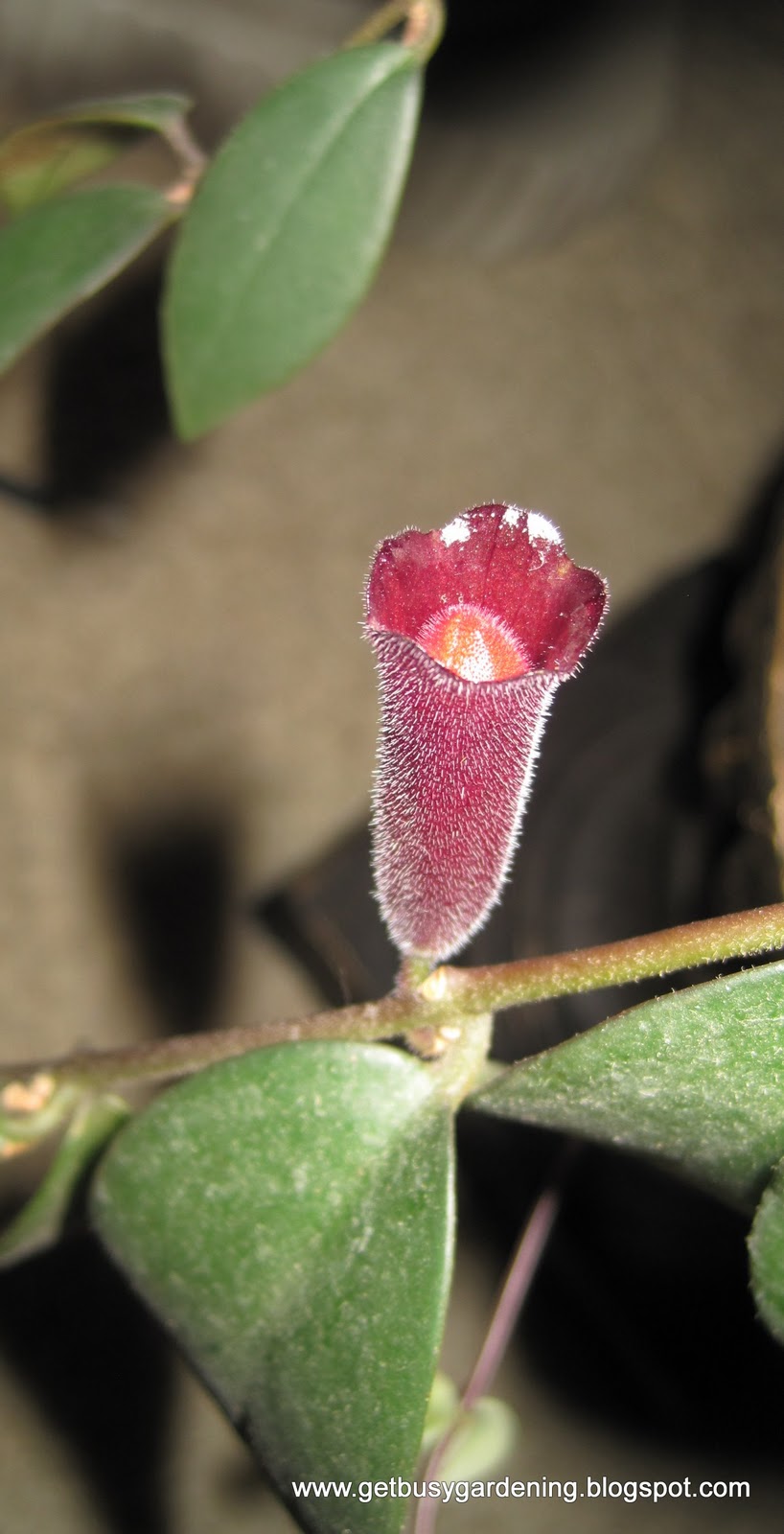 Plant Profile Lipstick Plant