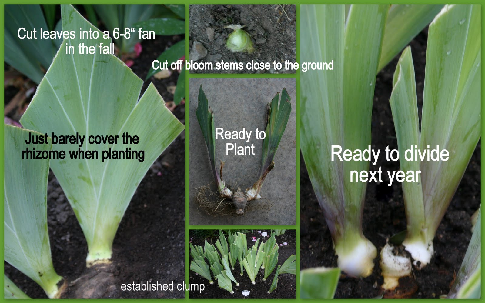 Iris bulbs for fall planting