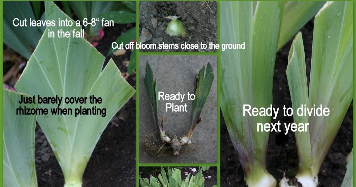 THE TIME TO PLANT OR DIVIDE TALL BEARDED IRIS Sowing the Seeds