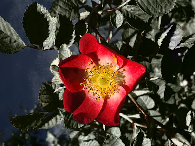 Red Dog Rose Flower