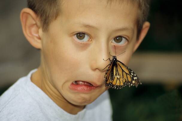 Butterfly On Nose