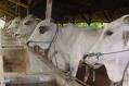 Sapi