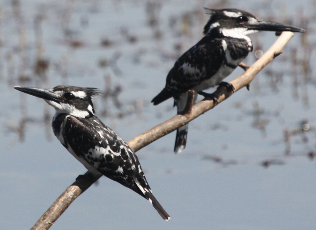 Birding in Egypt: 3/5/10 birds on the river Nile