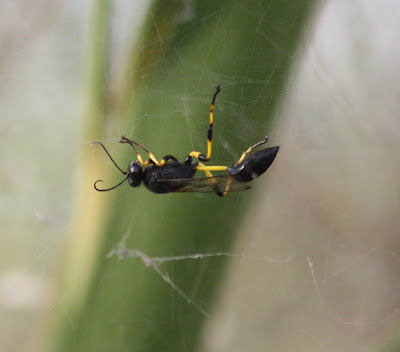Ginny Wasp