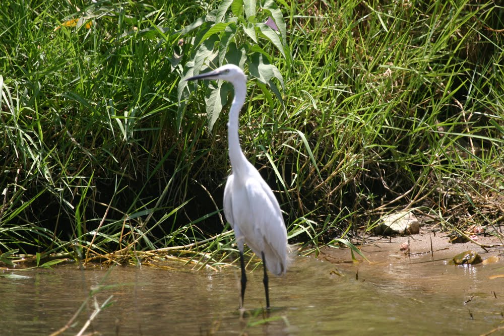 Birding in Egypt 30th July birds