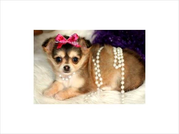 Top Dog Directory Long Haired Chihuahua Puppies