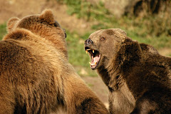 Go GRIZ!!!