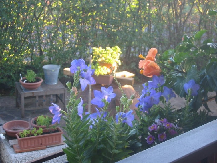 les fleurs de mon balcon