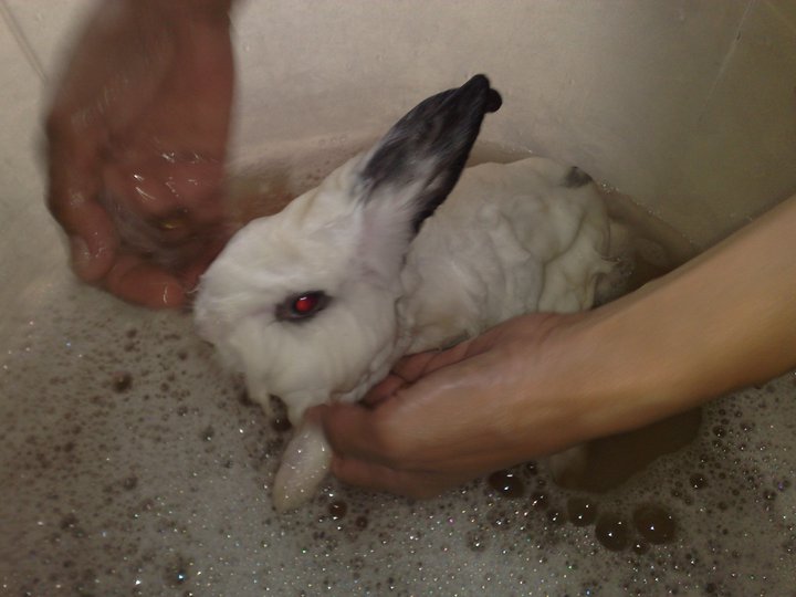 Arnab Angora