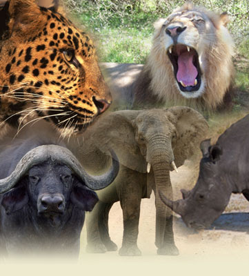 Graceful wild animal best blog: Pictures of big five wild animals