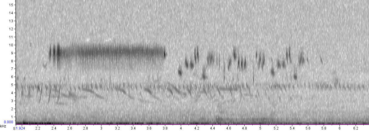 [GRASSHOPPER+SPARROW+sustained+song+Kennebunk+Plains+ME+71006.wav.png]