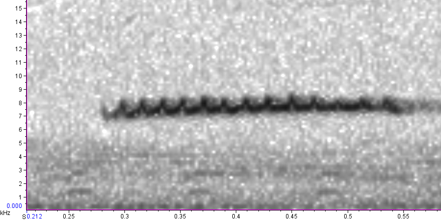 Another useful sound to know is the sibilant contact call of the Brown ... Another useful sound to know is the sibilant contact call of the Brown ...