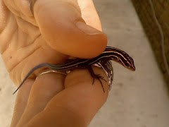 Five-Lined Skink