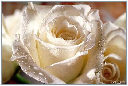 [rosa.bmp]