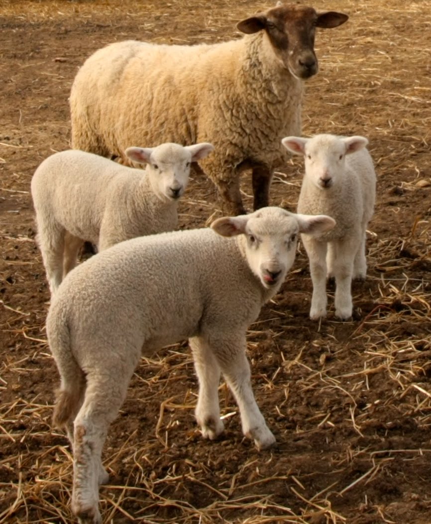 Cow Sheep Pig