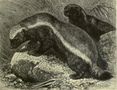 images honey badger vs bear. honey badger vs bear. images honey badger vs bear.