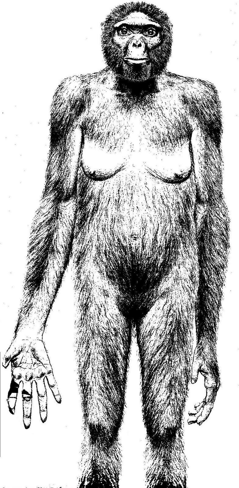 [Ardipithecvus.jpg]