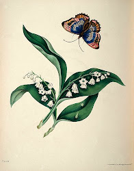 Lirios y mariposa