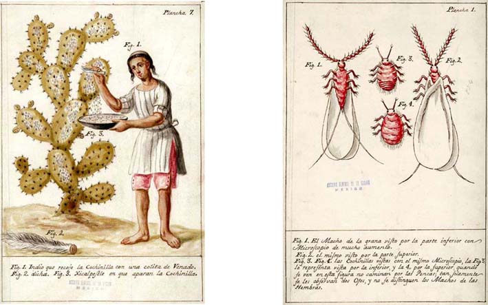 Resultado de imagen para grana cochinilla