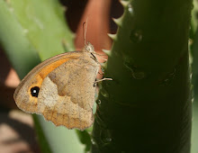 Naturaleza en Casa