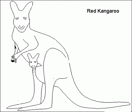 Animal Coloring : Kangaroo Coloring Pages Kids title=