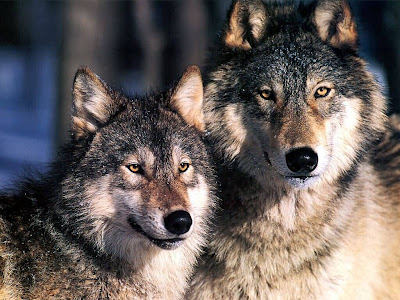 Mogollon Mountain Wolf