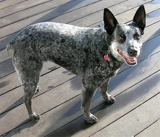 AUSTRALIAN STUMPY TAIL CATTLE DOG Puppy Care Center and