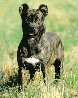 Puppy Care Center C 227 O Fila De S 227 O Miguel Saint Miguel