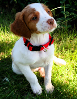 breton puppy