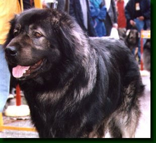 Alpine Shepherd Dog