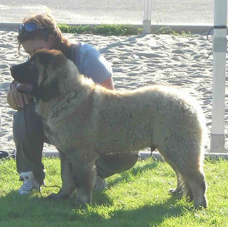 Dogs And Cats Breed Kavkazskaia Ovtcharka Caucasian Shepherd Dog