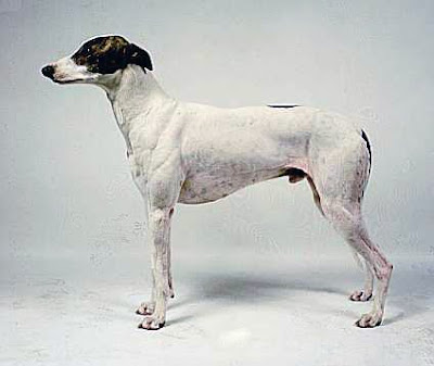 Magyar Agar HUNGARIAN GREYHOUND BREEDS DOGS