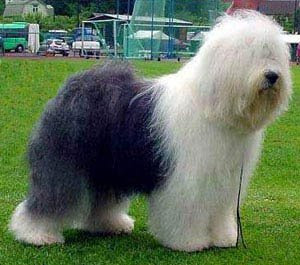 bobtail sheepdog