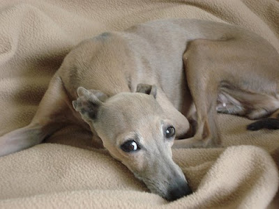 Italian+greyhound+chihuahua