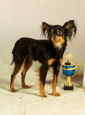 russian toy terrier russkiy kennel champion