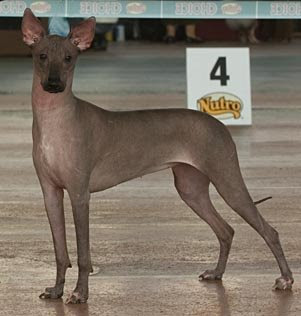 Race reconnu par le CKC Xoloitzcuintle+Variedad+sin+Pelo+-+Variedad+con+Pelo+XOLOITZCUINTLE+Hairless+Variety+Coated+Variety+Mexican+Hairless+Dog+00