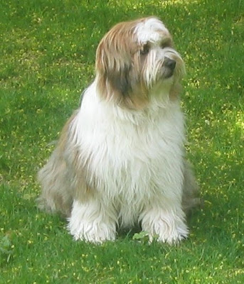 DOGS AND CATS BREED: TIBETAN TERRIER Dogs and Cats wall