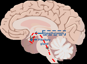 hypothalamus-activates-pituitary_puberty_begins