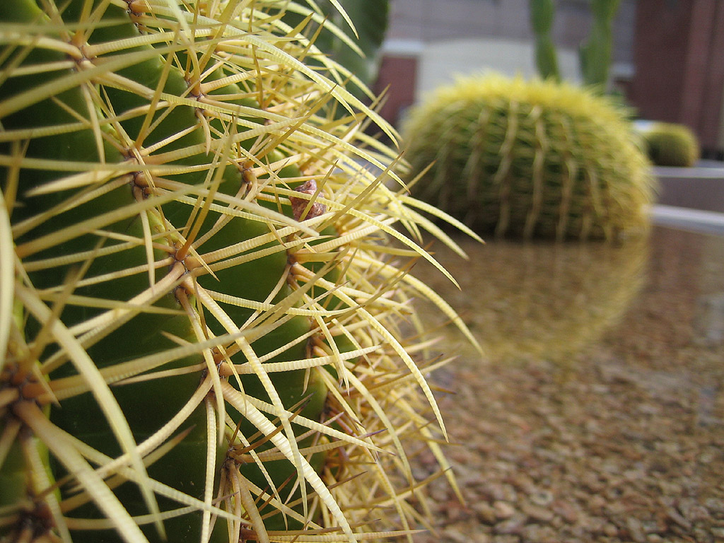 [cactus.jpg]