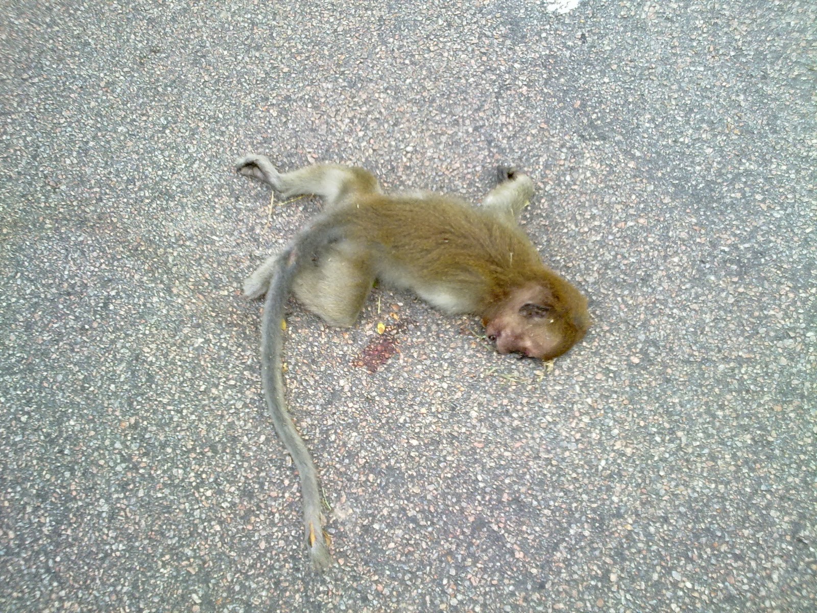 Citizen Journalist Malaysia Monkey died a bitter dead