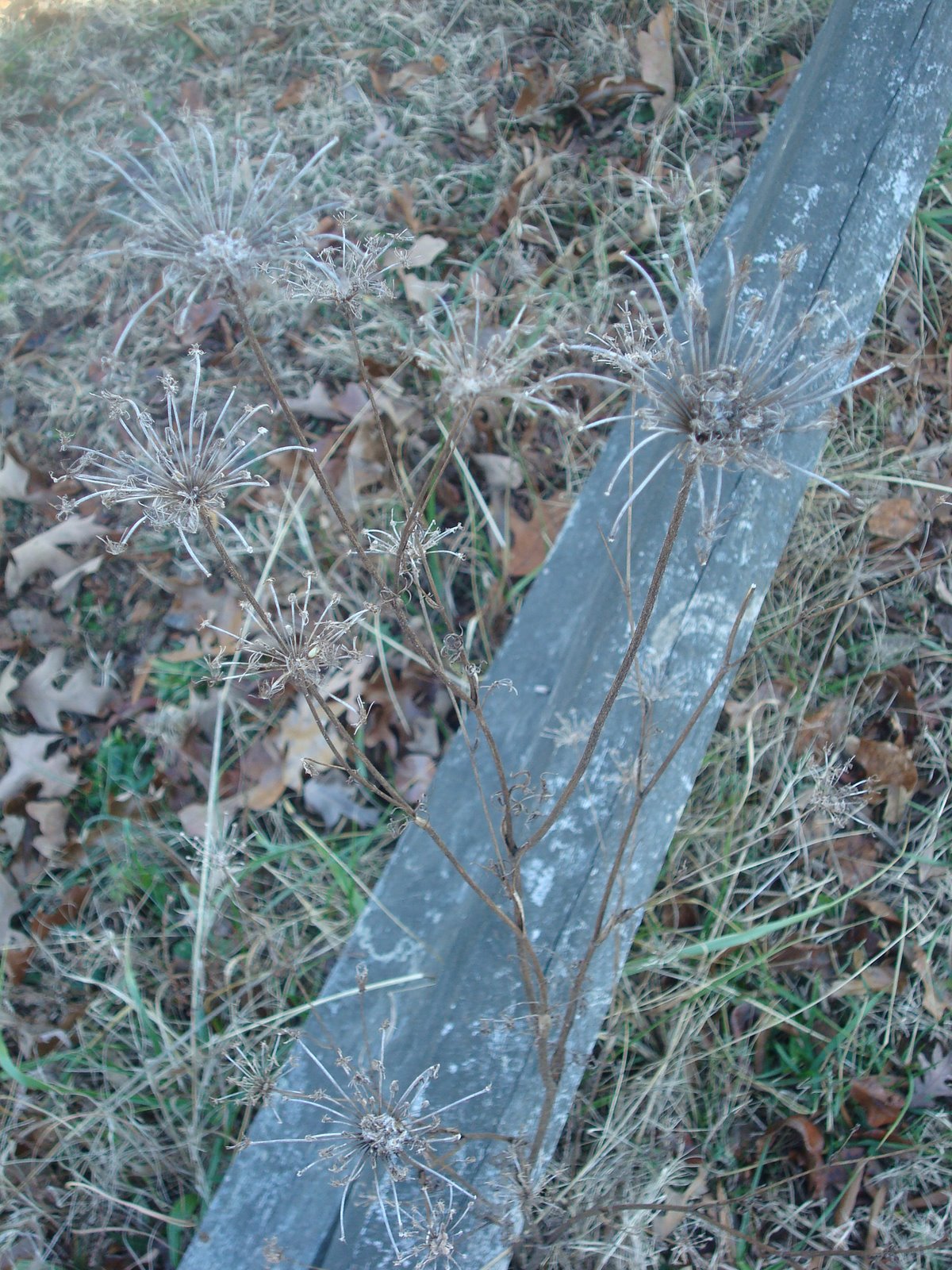 [DSC02436.JPG]