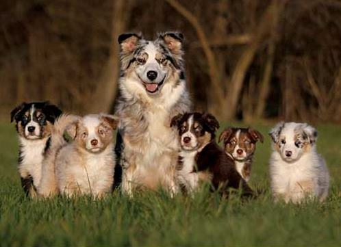 Dog Family